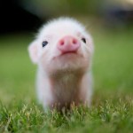 MiniPig